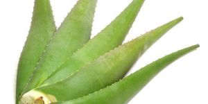 Organic Aloe Vera Leaves