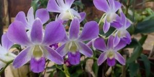 Dendrobium Orchid Flower