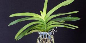 Dendrobium Potted Plant