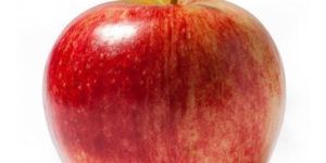 Fresh Apple