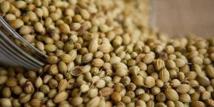 Coriander Seeds