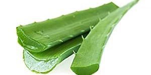 Aloe Vera Leaves