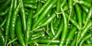 Nandita Green Chilli