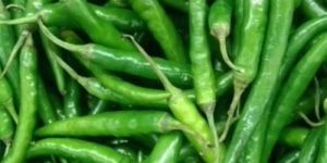 Natural Green Chilli
