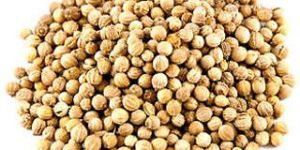 Heat Treated Whole Coriander Seeds