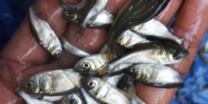 Silver Carp Fish Seed