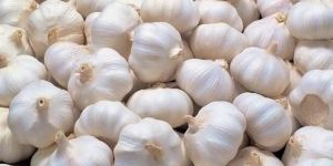 White Garlic