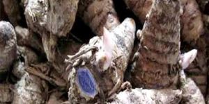 Whole Black Turmeric