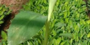 Banana Tissue Culture Plants