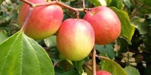 Red Kashmiri Apple Ber
