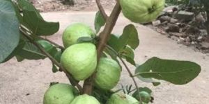 Thai Super Kiran Guava
