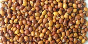Pigeon Pea Seeds