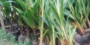 Dwarf coconut plant's