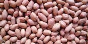Groundnut Kernel