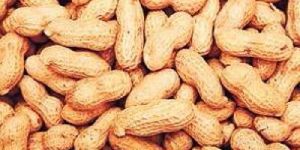 Groundnut Shell