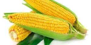 Fresh Yellow Corn