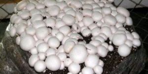 Fresh Button Mushroom