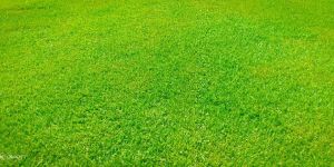 Nilgiri Grass