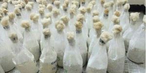 Sajar Kaju Mushroom Spawn