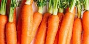 Fresh Carrot