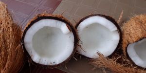 Semi Husked Coconuts