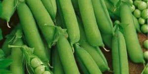 Vegetable Green Peas
