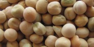 Green Peas Seeds
