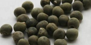 Okra Seeds