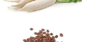 Radish Seeds