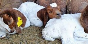 Boer Live Goats