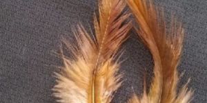 Indian Cock Saddle Hackle