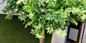 Artificial Plants & Trees