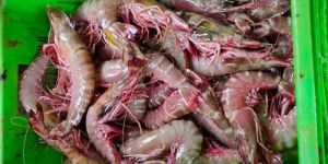 Sea Tiger Shrimps