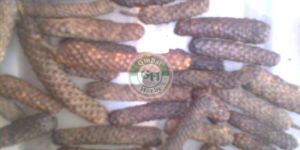 Long Pepper