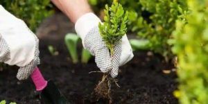 Soil Organic Compost Fertilizer