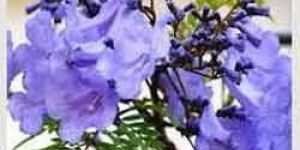 Jacaranda Mimosifolia