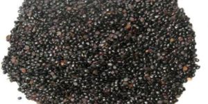 Linn Seed