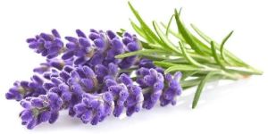 Lavender Oil
