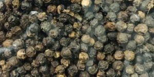 Black Pepper