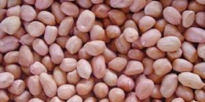 Groundnut Seeds