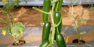 Cucumber Seeds