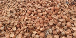 Coconut Shell