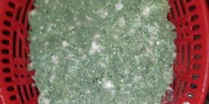 Trichoderma Harzianum Biocontrol Agents