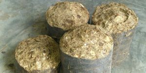 Biomass Groundnut Briquettes