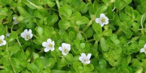 Bacopa Monnieri