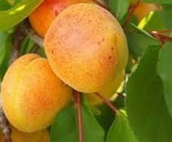 Apricot Kernel Carrier Oil