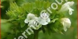 Melissa Phytol Absolute Oil
