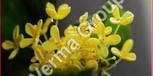 Osmanthus Absolute Oil