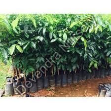 African Mahogany Tree