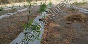 Bamboo Farming Services